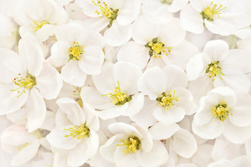 Fototapeta na wymiar Spring blossom/springtime cherry bloom, white flower background, pastel and soft floral card, selective focus, toned 