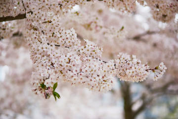 Beautiful tree in full bloom