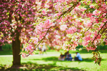 Beautiful tree in full bloom