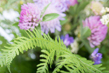 Very closeup of composition of natural meadow flowers and fern.  Clover is used for medical needs. Green fern. Great for bio, eco concepts. Beautiful natural flowers of European meadows in summer