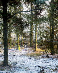 Winter landscape. Snow covered woodland and meadow.