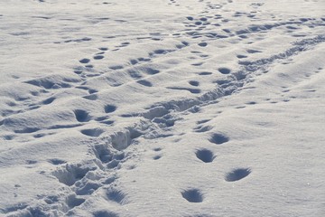 Dog footprints in the snow. Slovakia