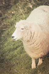 Close up image of a sheep with copy space