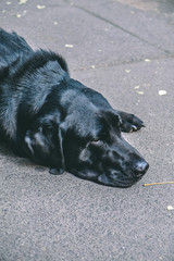 dog on the street sleeping