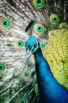 Close up image of a Male Peacock displaying his beautiful tail feathers.