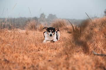 Dog laying down on gras