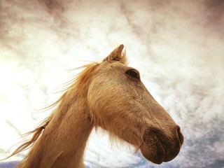 Portrait d'un cheval camarguais