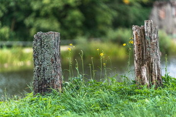 Photo of old Tree Trunks Chopped Down in the Countryside on Sunny Summer Day with Space for Text, Concept of Peace and Harmony.