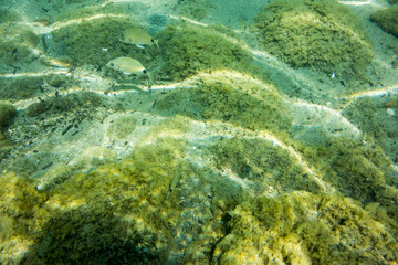 Underwater texture and fauna in Ionian sea, Zakynthos, Greece