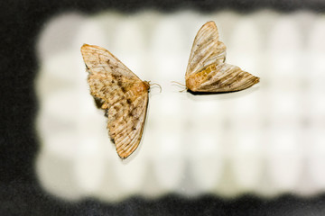 Moths on dark background