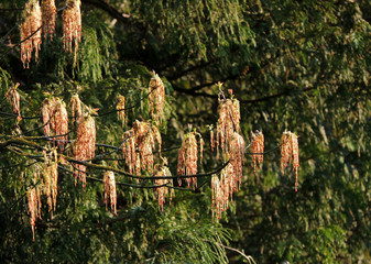 Blossom maple, branches, flowers, stamens