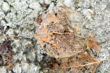 Texture with rotten leaves with fibers - filigree abstract 