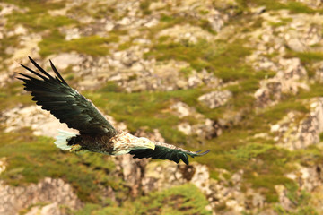 Obraz premium Eagle rocks and bushes 