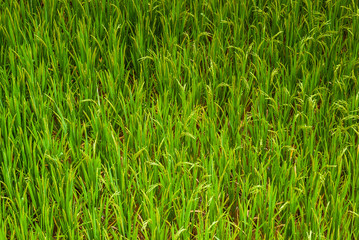 fresh rice paddy in rice field. Agriculture, food.
