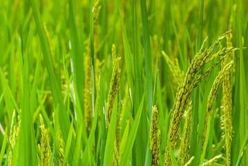 Ear of rice in the rice field