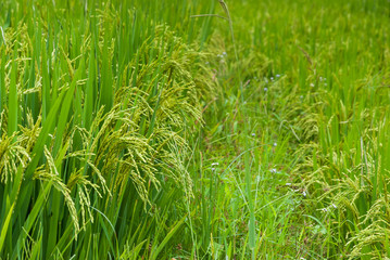 fresh rice paddy in rice field. Agriculture, food.