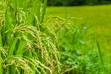 fresh rice paddy in field. Agriculture, food.