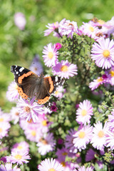 Strike of flowering Astereae flowers and butterfly Aglais urticae (Nymphalis urticae), named also Papilio urticae. Place for text. Copy space. Sunny summer day. Place for text. Copy space