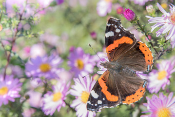 Butterly Aglais urticae on Purple Aster Flowers in Late Summer. Grass skipper butterfly on aster...