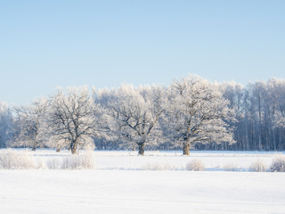 Fototapeta na wymiar View to the frozen tree oak trees during winter time and sunny day.