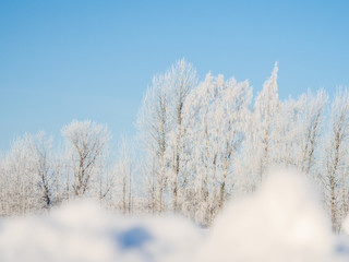 View to the frozen birch tree during winter time and sunny day.
