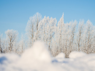 View to the frozen birch tree during winter time and sunny day.