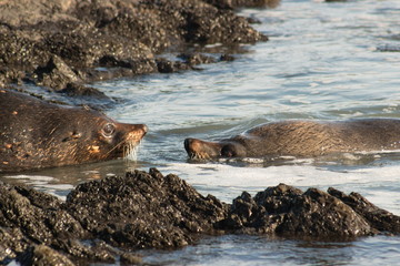 Fototapeta premium A pair of New Zealand fur seals, southern fur seals or long-nosed fur seals, Arctocephalus forsteri,in the rocky waters at Cape Palliser.