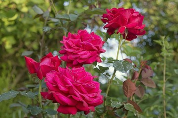 Red roses in the garden. Love symbol.