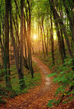 Fototapeta Colorful trail path in green deciduous forest in sunlight at sunset, woods landscape