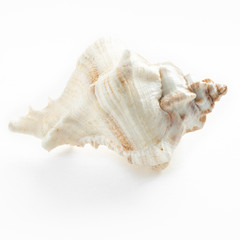 dSea shells on a white background