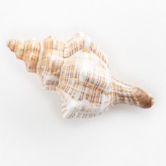 dSea shells on a white background