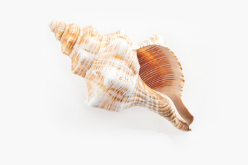 dSea shells on a white background