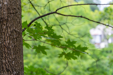 Closeup of Maple Tree Trunk with Blurred Leaves in Background with Free Space for Text