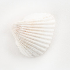 dSea shells on a white background