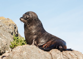 Fototapeta premium A New Zealand fur seal, southern fur seal or long-nosed fur seal Arctocephalus forsteri, basking in the sun on a rock at Cape Palliser.