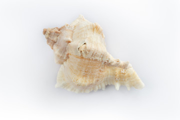 dSea shells on a white background