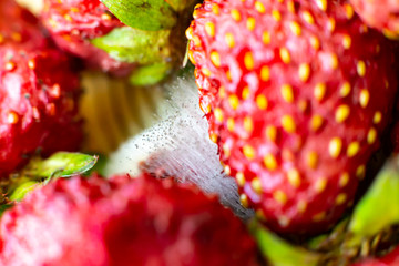 mold on strawberries. The spoiled berry has been covered with black mold