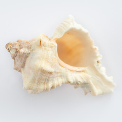 dSea shells on a white background