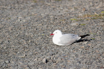 The Red Billed Gull, once also known as the mackerel gull, is a native of New Zealand (Chroicocephalus novaehollandiae scopulinus)