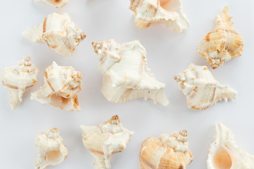 Sea Shells background 