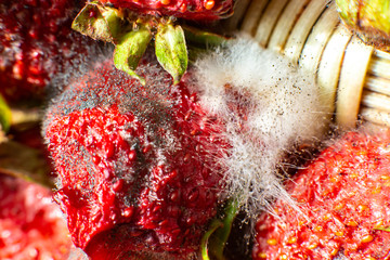 mold on strawberries. The spoiled berry has been covered with black mold