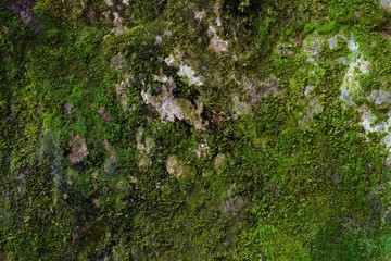 Moss growing on the mountain rock