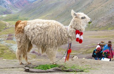 Lama in Peruvian Andes