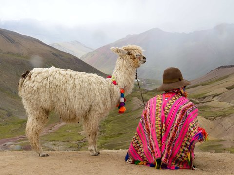 Lama In Peruvian Andes