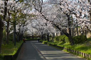 Fototapeta na wymiar path under Cherry Trees at Kema Sakuranomiya Park