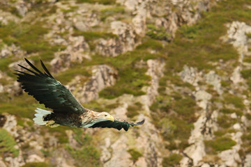 Eagle bushes and  rocks 