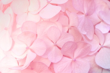 close up background image of pink hydrangea flowers.