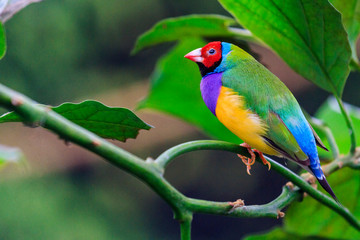 bright bird sits among green leaves