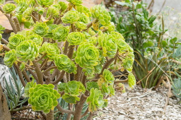 Closeup image of an Aeonium Arboreum succulent