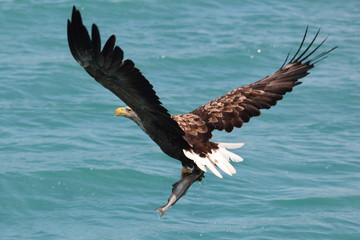 Sea eagle with fish in the claws 